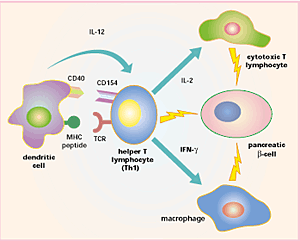 Genes associated with T1D