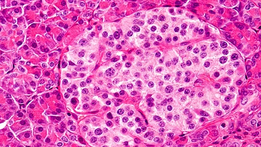 Islet Cell Pic