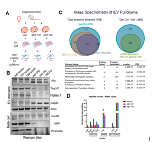 Senescent β-cells export autoantigens via EVs in T1D