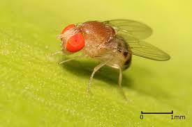 Fruit Fly Used in Research