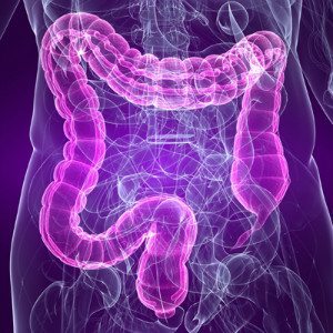 gut microbiome