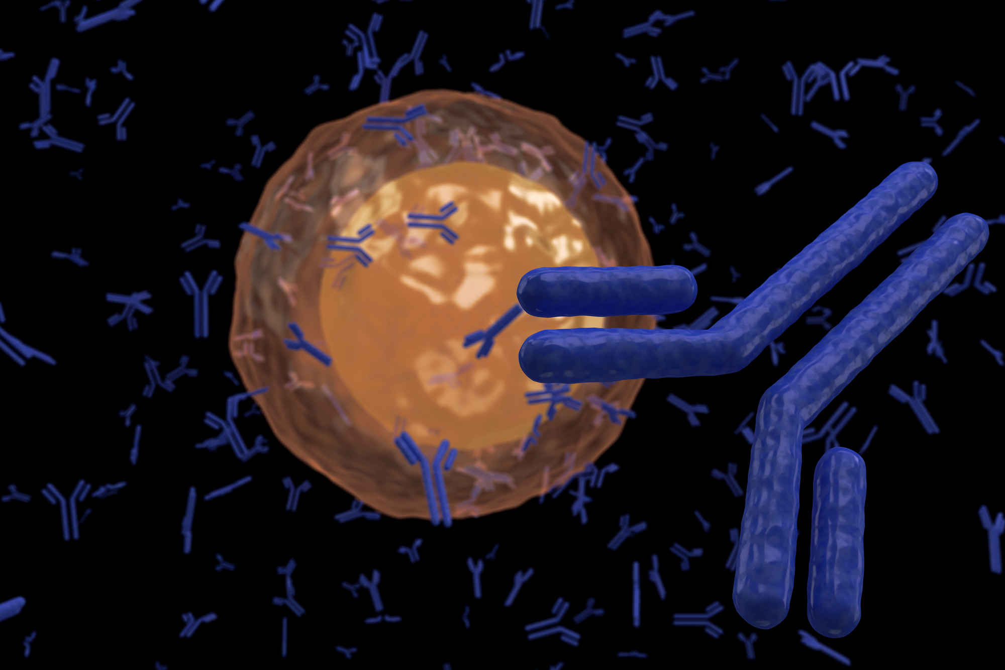 Plasma cell B lymphocyte producing antibodies isolated on black